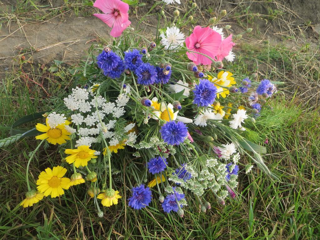 Boerderijcamping Plantlust 维里 客房 照片